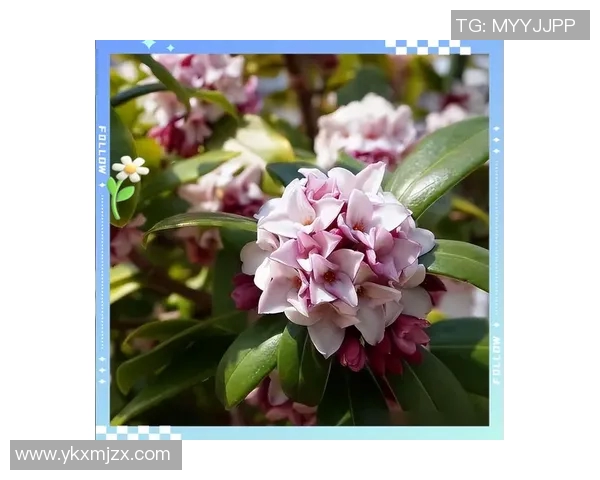 花卉种植技巧与环境优化实践探讨 如何提高植物生长质量和花卉产量